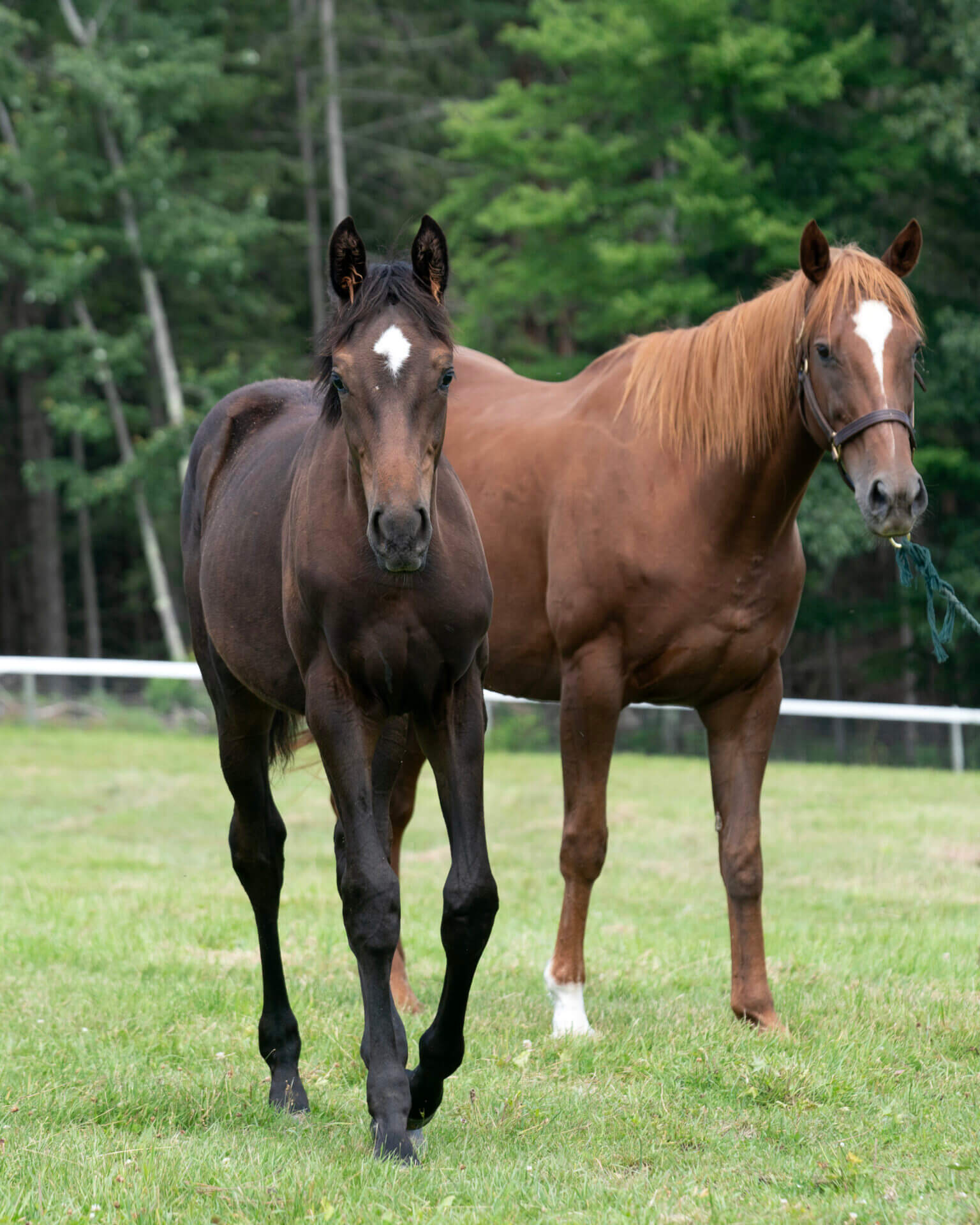 Two horses standing in a field with trees