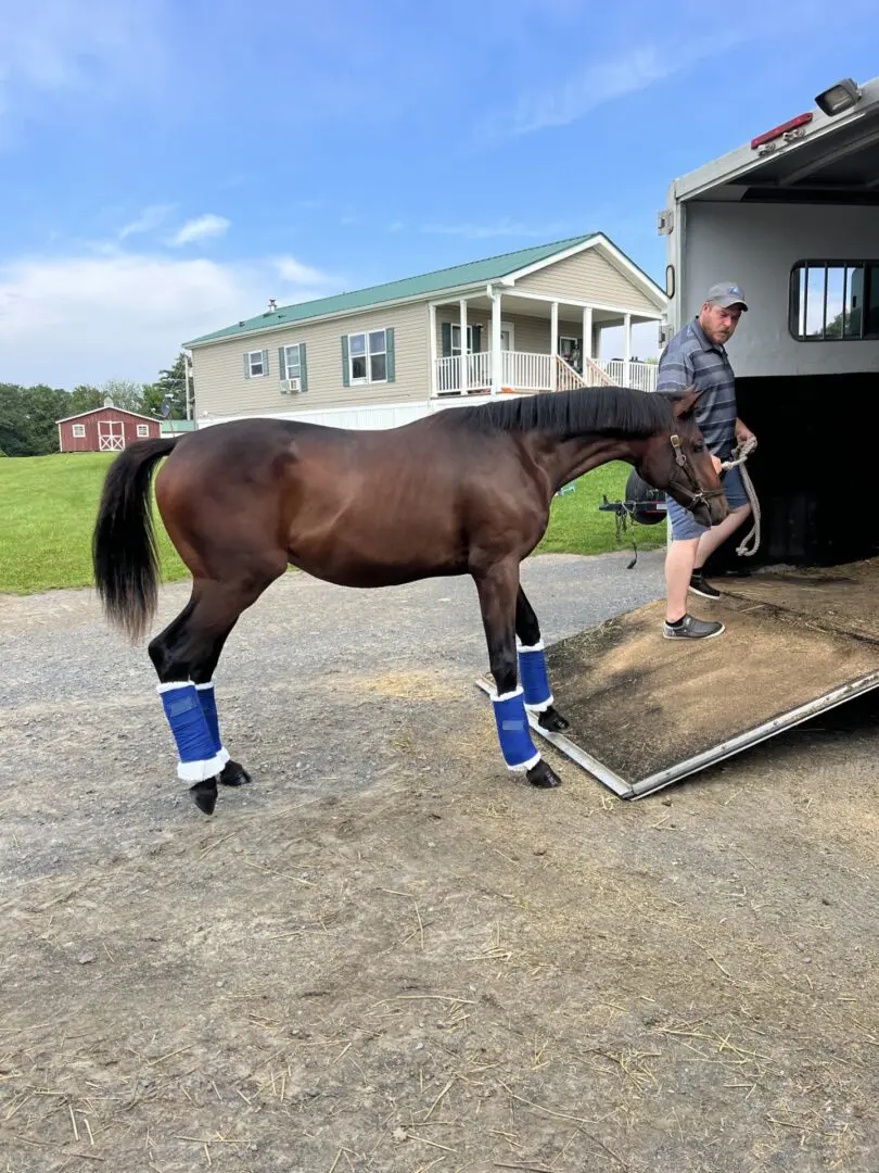 A horse is being loaded onto the back of a trailer.