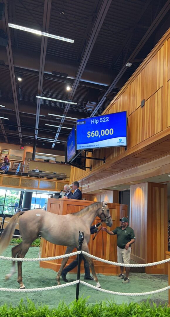 A horse is standing in front of a large screen.