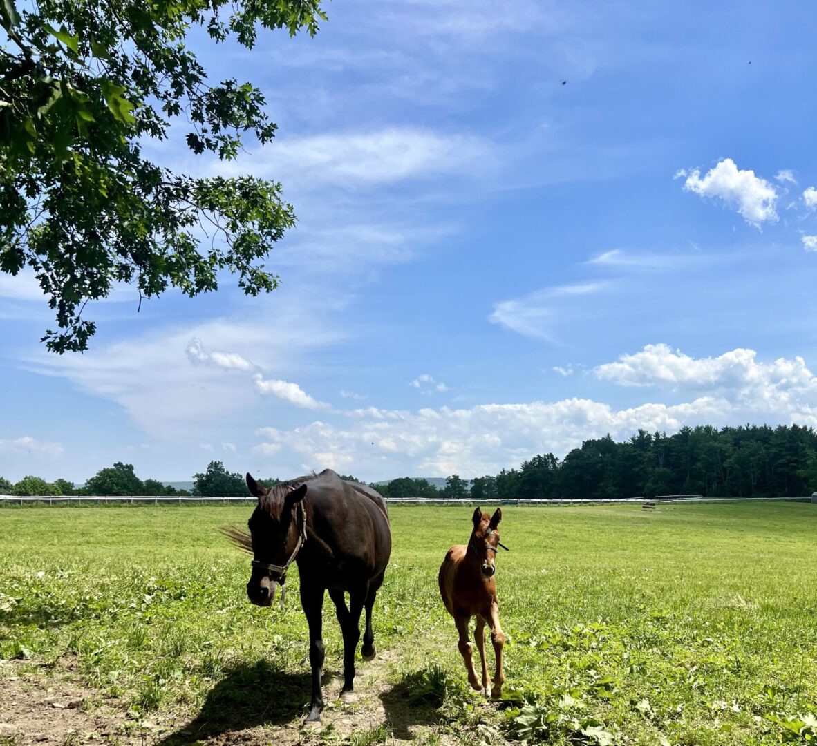 A group of horses standing in the grass.