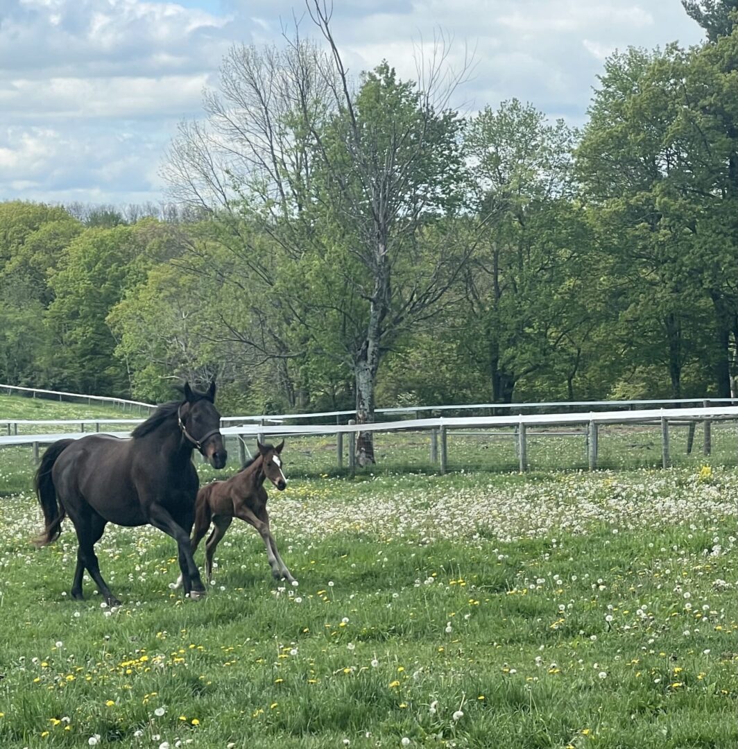 Two horses walking in a field with trees