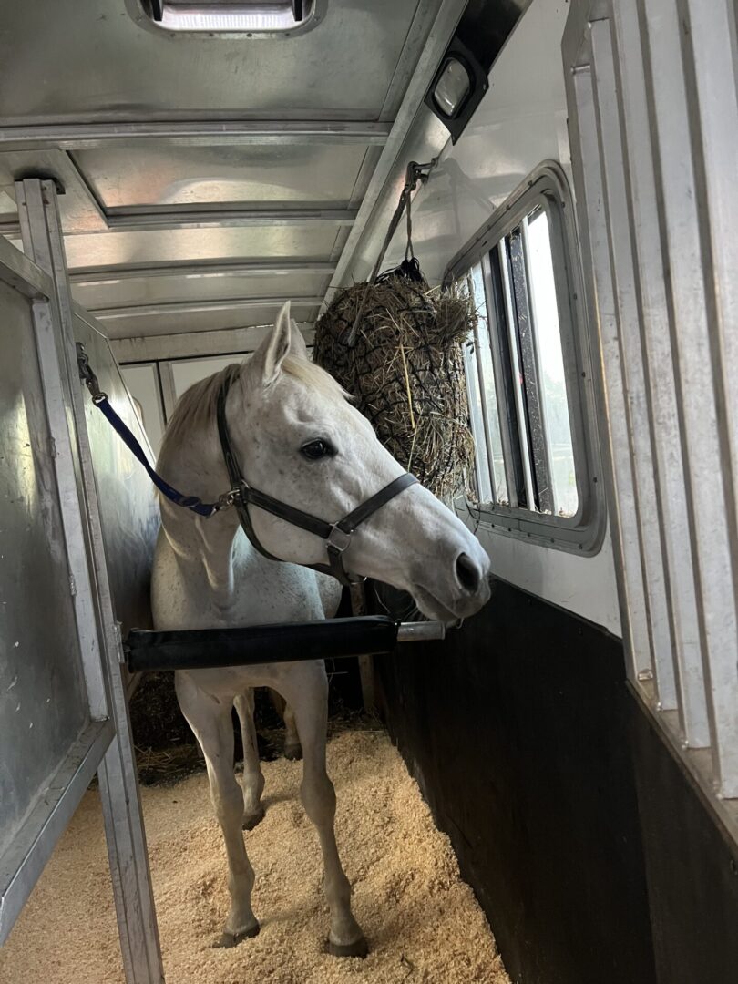 A horse eating hay in a stable.