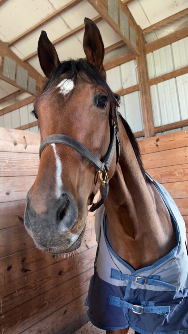 A horse in its stall with his head over the gate.