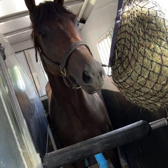 A horse standing next to a hay feeder.